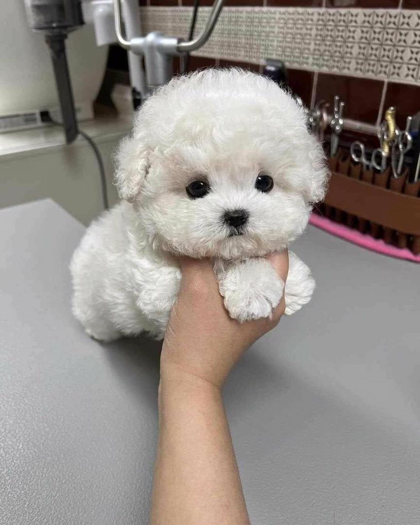 Puppy 5
